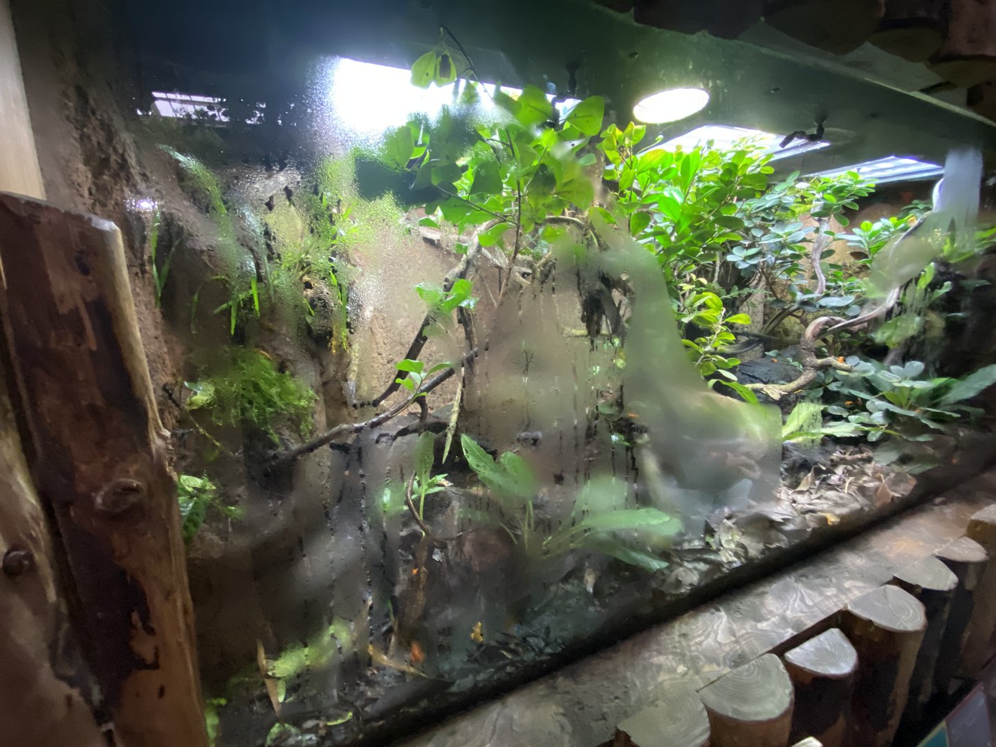 Tropical Realm - Golden mantella exhibit 221022