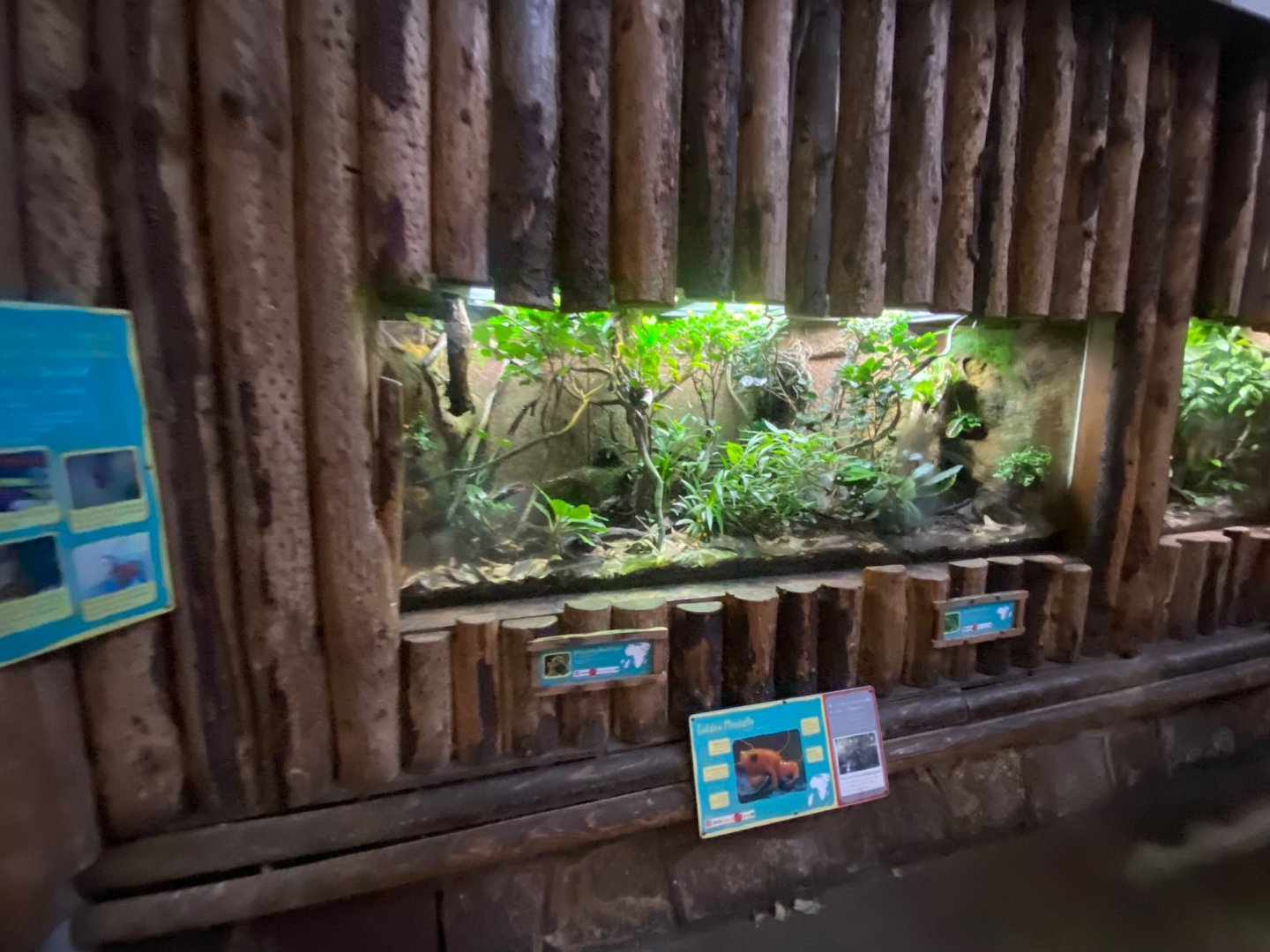 Tropical Realm - Golden mantella exhibit 241123