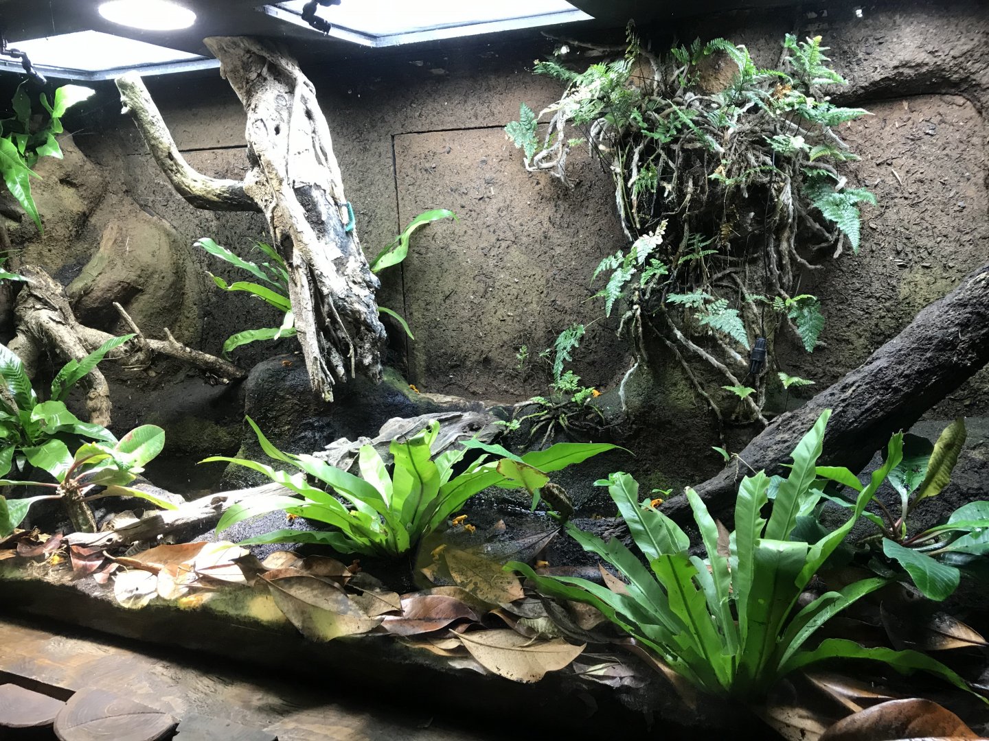Tropical Realm - Golden mantella exhibit 261019