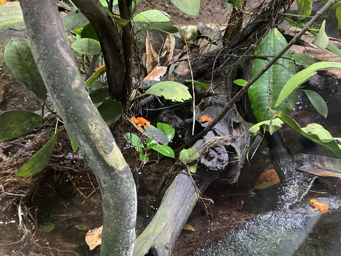 Tropical Realm - Golden mantellas 221022