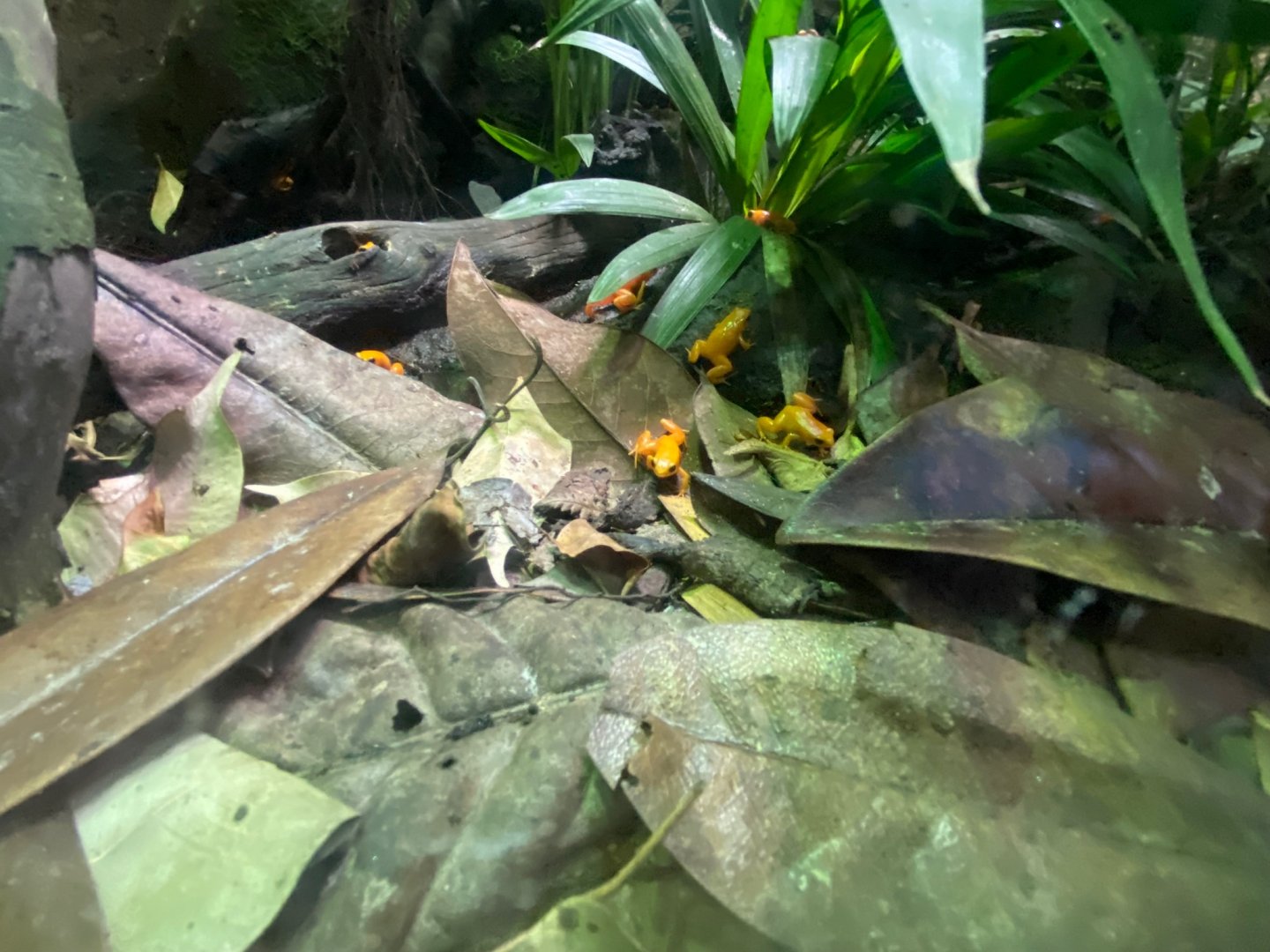 Tropical Realm - Golden mantellas 241123