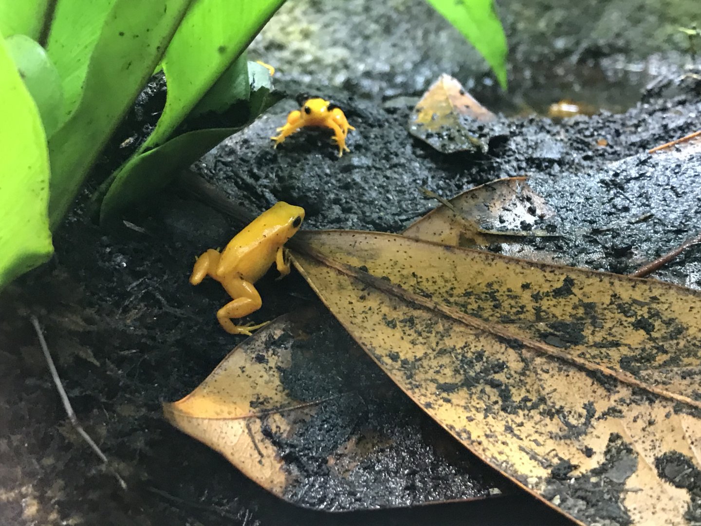 Tropical Realm - Golden mantellas 261019