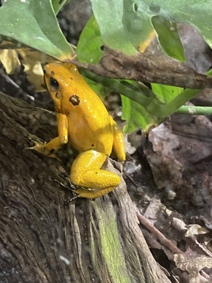 Tropical Realm - Golden poison frog 221022