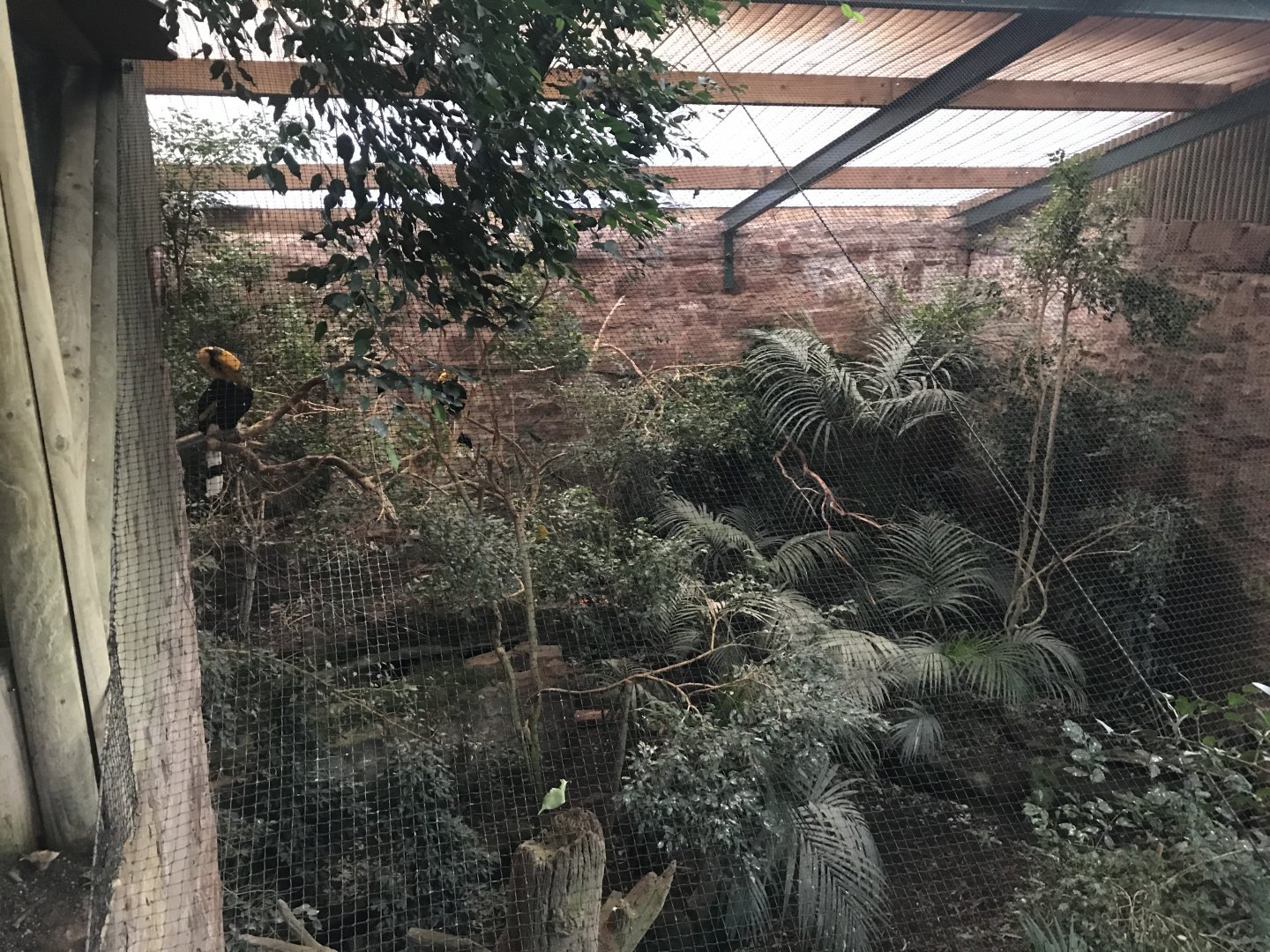 Tropical Realm - Great hornbill aviary 261019