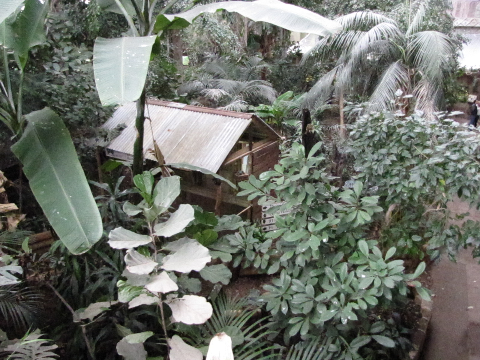 Tropical Realm hut from overhead