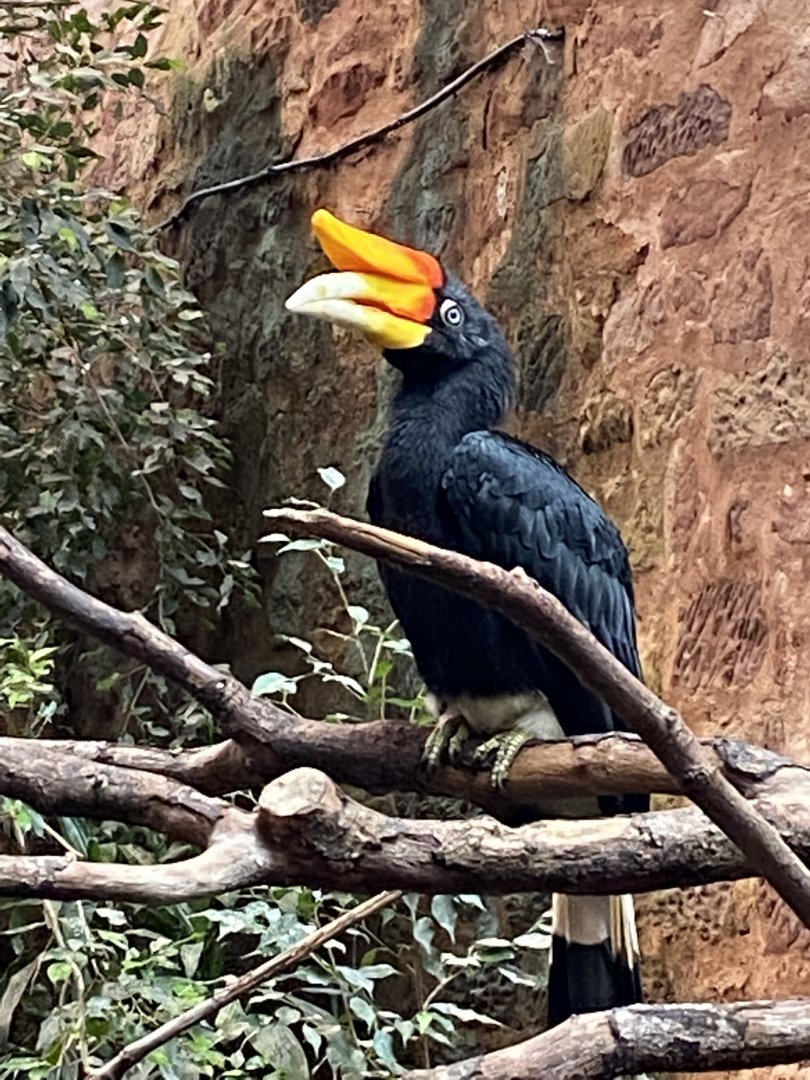 Tropical Realm - Javan rhinoceros 110920