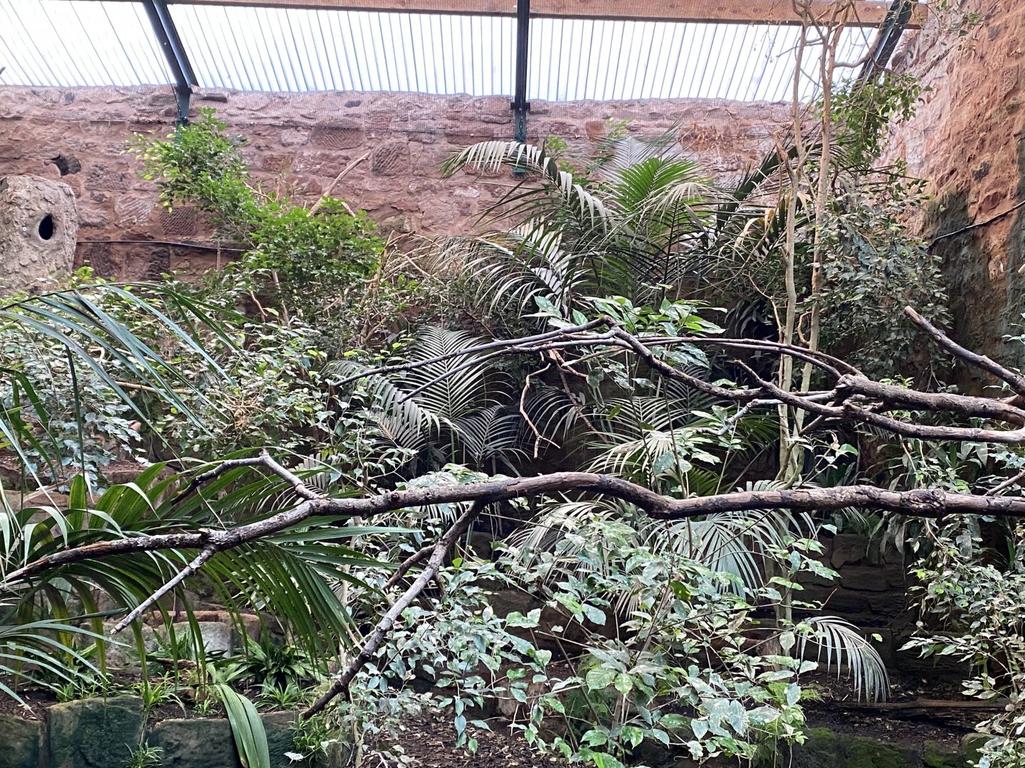 Tropical Realm - Javan rhinoceros hornbill exhibit 110920