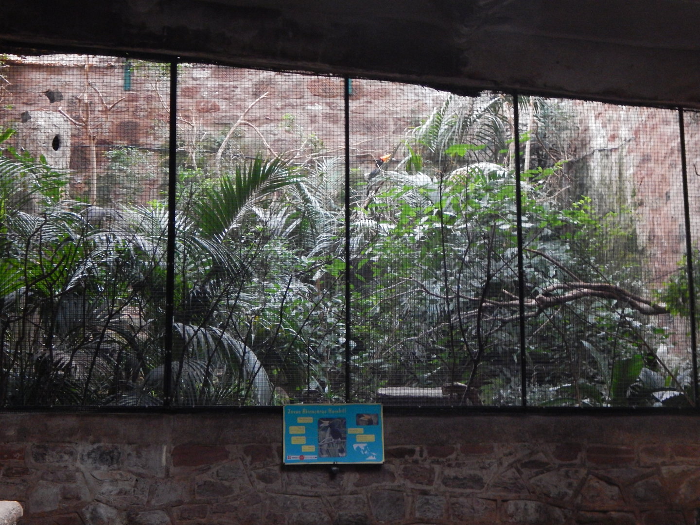 Tropical Realm - Javan rhinoceros hornbill exhibit 221022