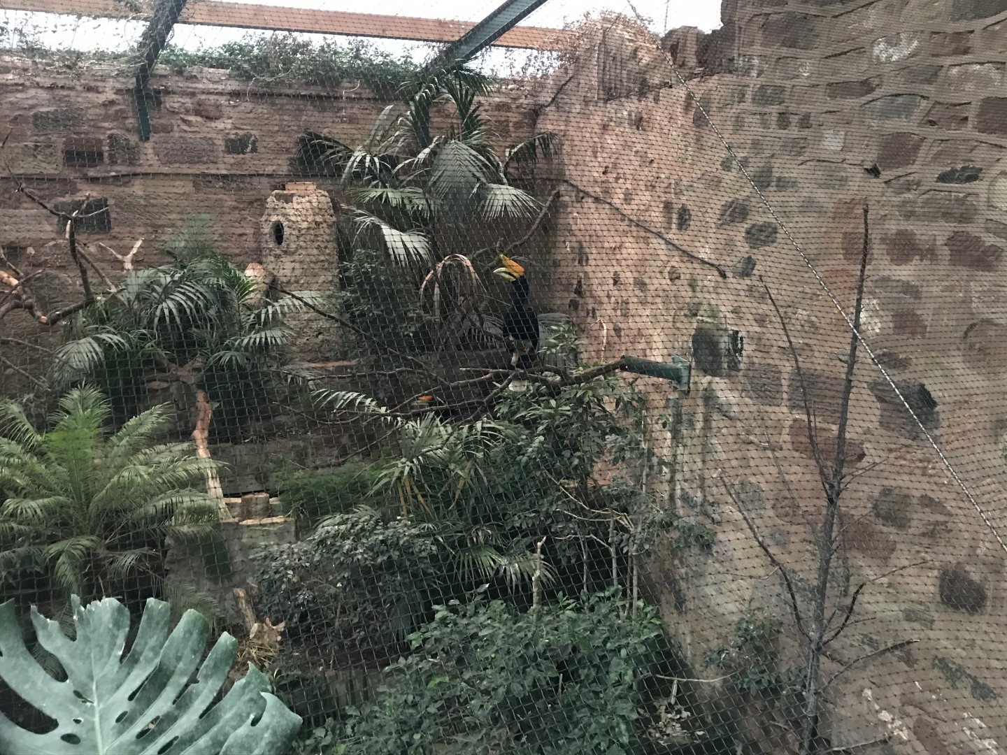 Tropical Realm - Javan rhinoceros hornbill exhibit 261019