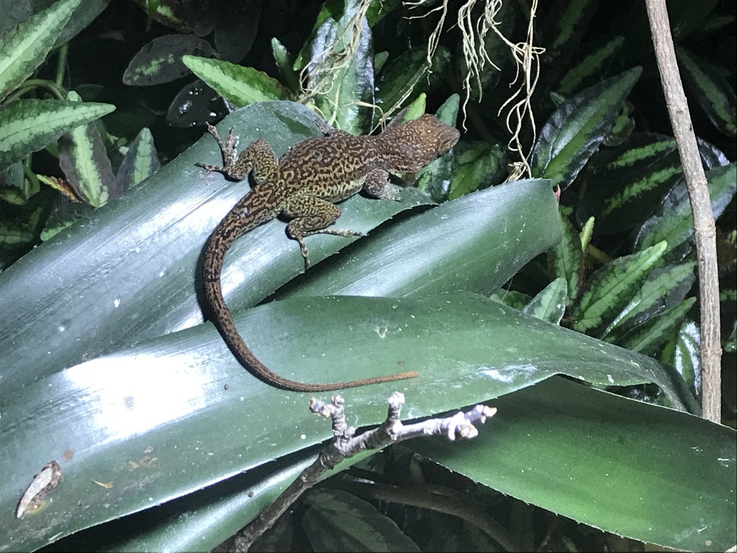 Tropical Realm - Leach's anole 261019