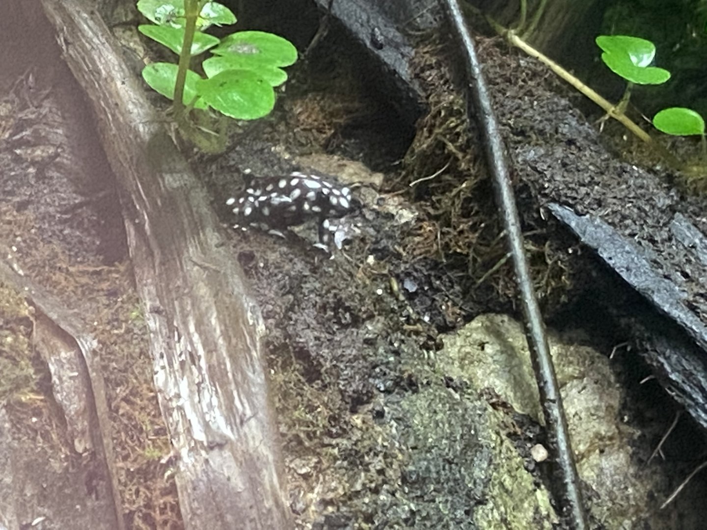 Tropical Realm - Maranon poison frog 191021