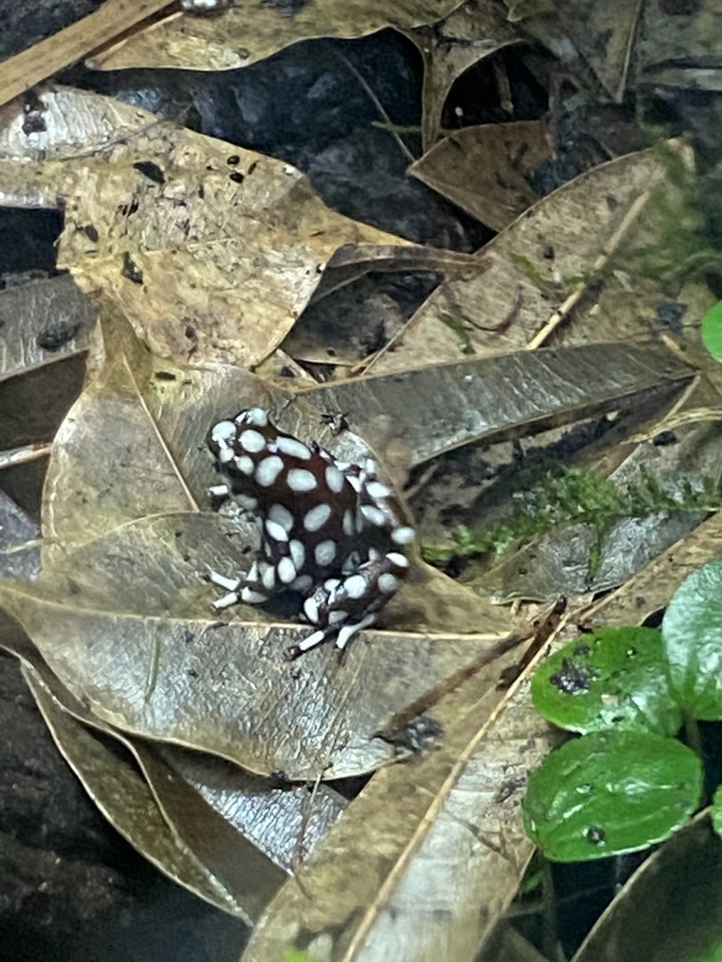 Tropical Realm - Maranon poison frog 221022