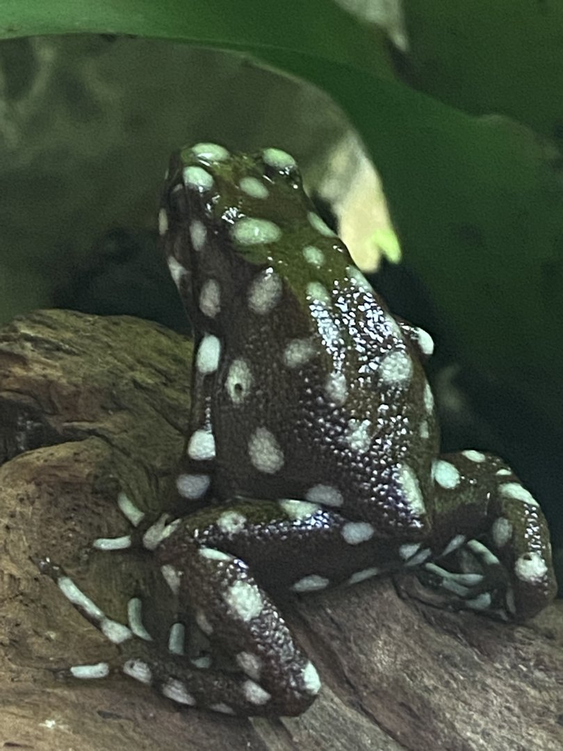 Tropical Realm - Maranon poison frog 221022