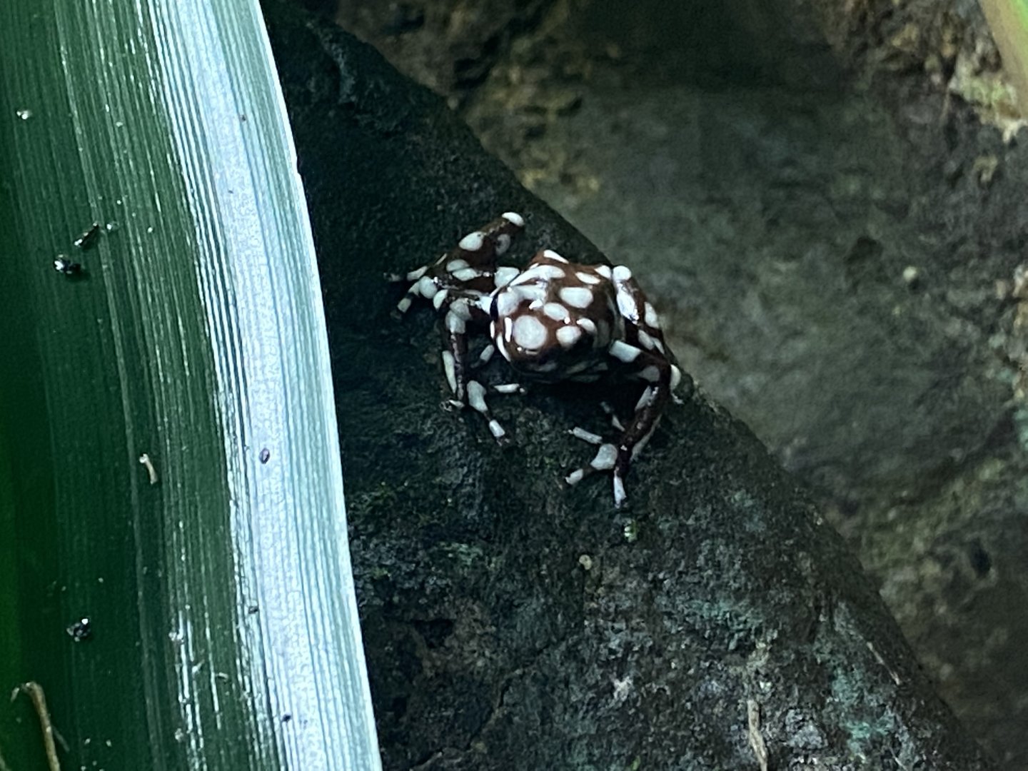 Tropical Realm - Maranon poison frog 221022