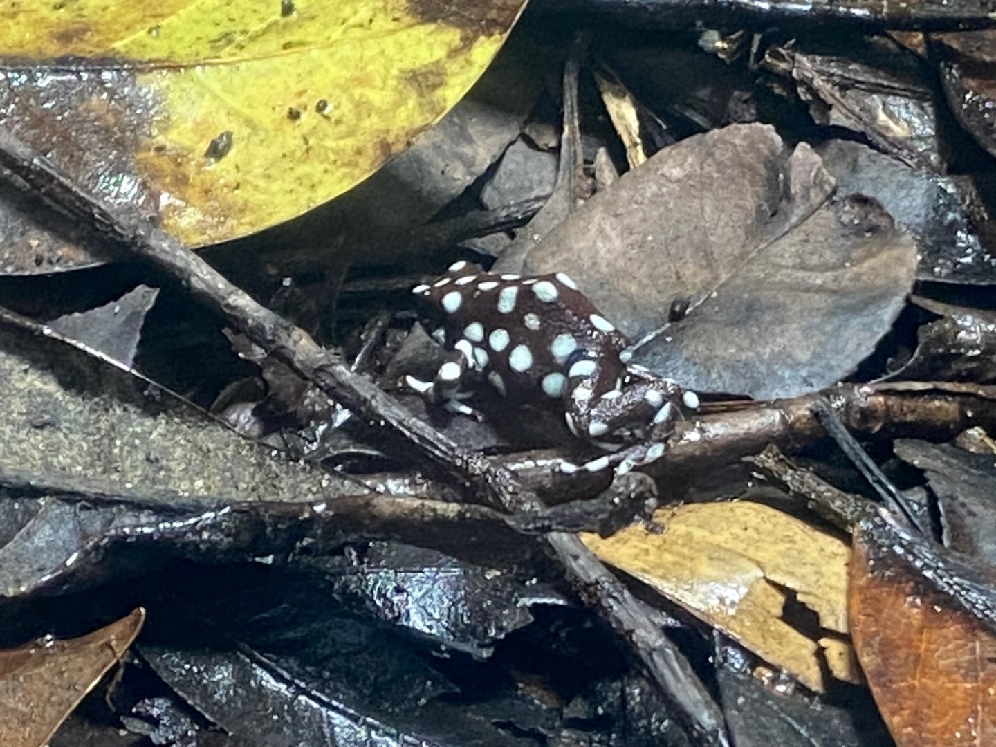 Tropical Realm - Maranon poison frog 241123