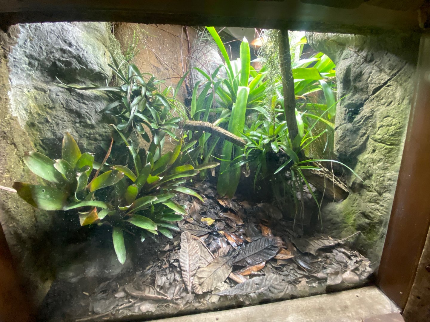 Tropical Realm - Maranon poison frog exhibit 241123
