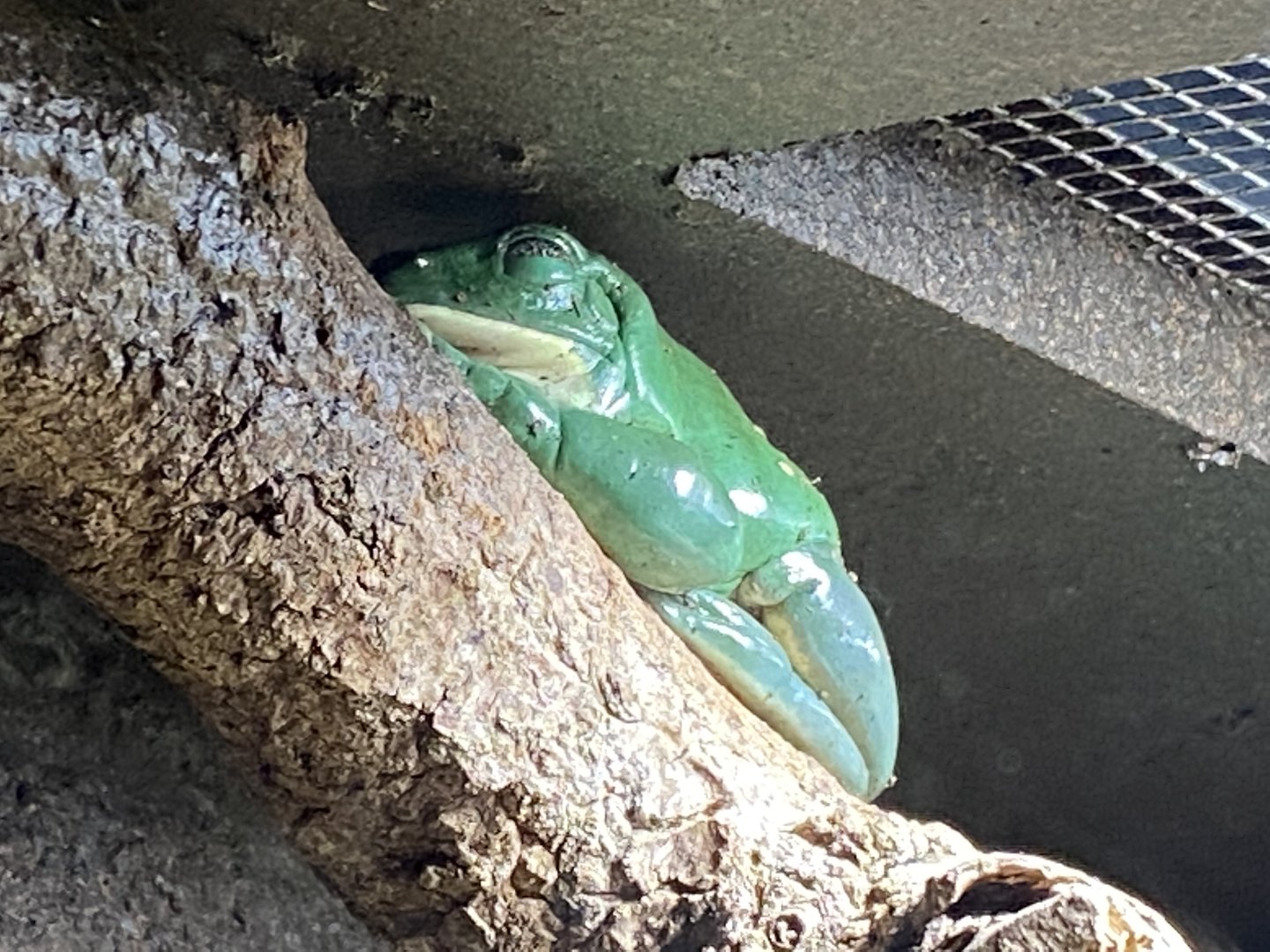 Tropical Realm - Mexican leaf frog 221022