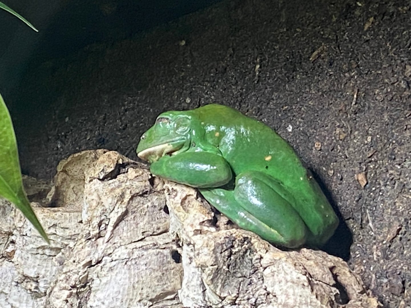 Tropical Realm - Mexican leaf frog 241123