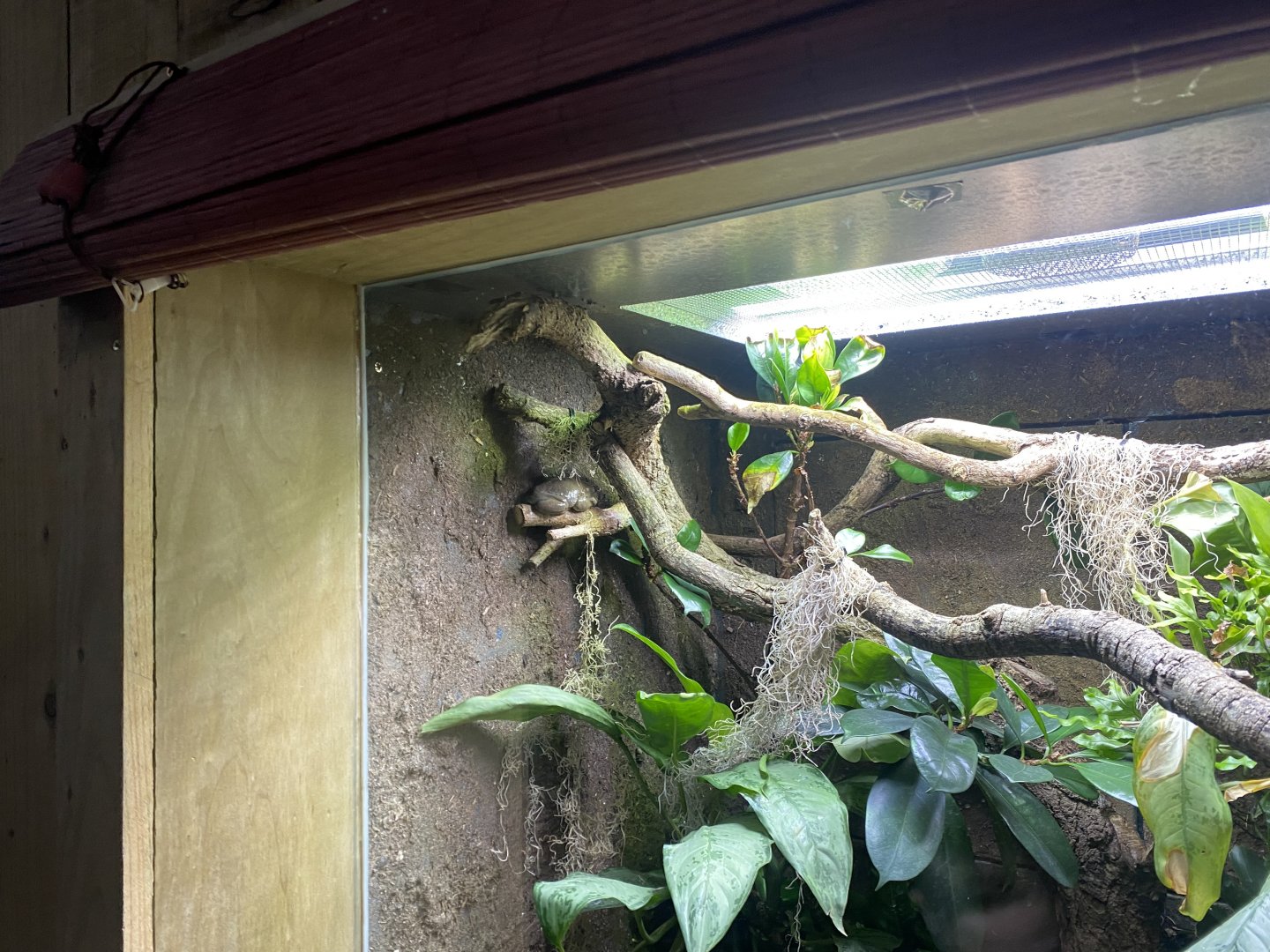 Tropical Realm - Mexican leaf frog exhibit 191021