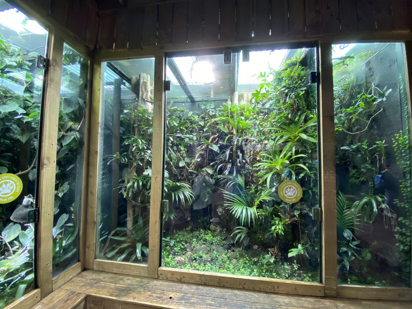 Tropical Realm - Mixed dart frog and anole exhibit 110920