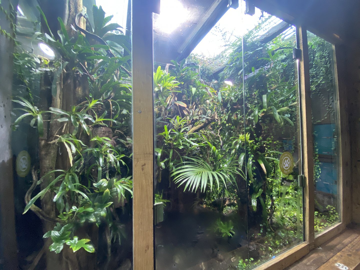 Tropical Realm - Mixed dart frog and anole exhibit 191021