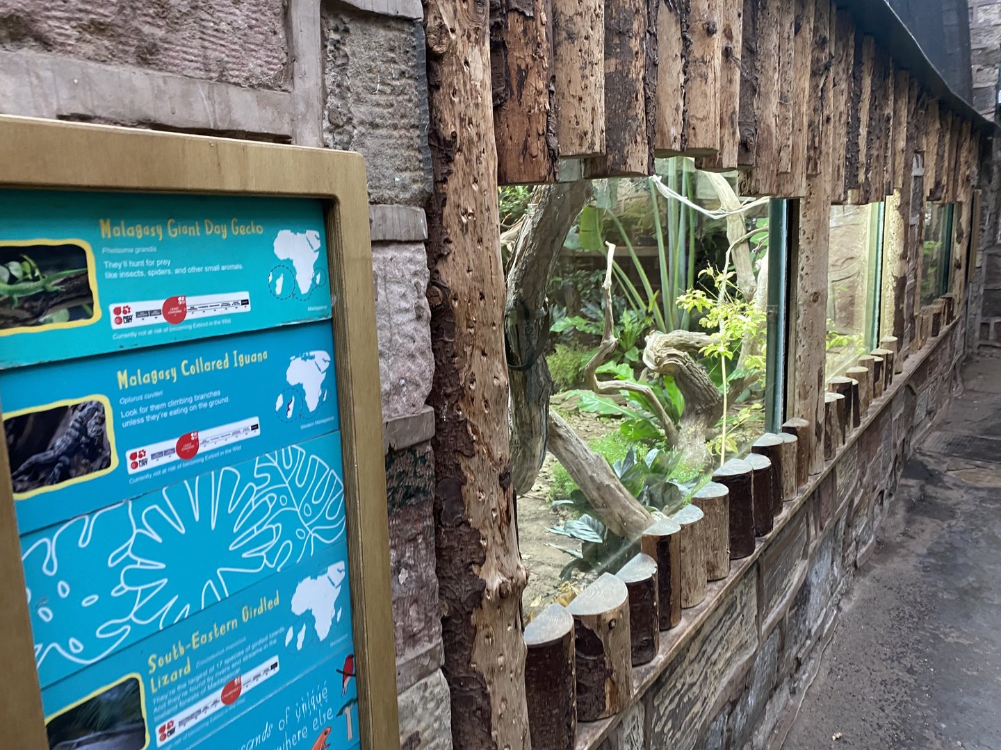 Tropical Realm - Mixed lizard exhibit 221022