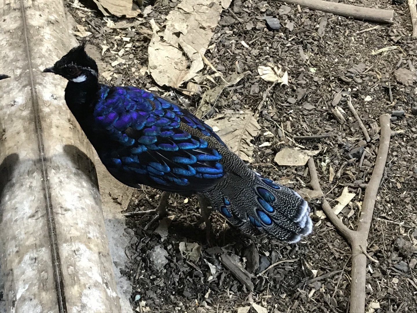 Tropical Realm - Palawan peacock-pheasant 261019