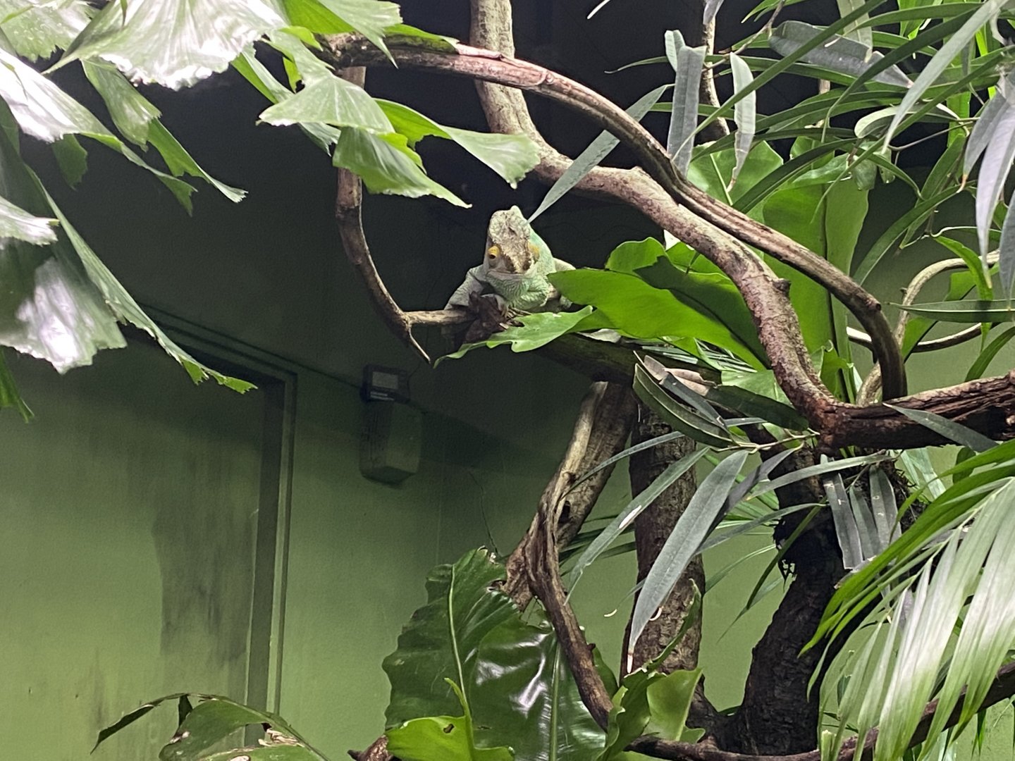 Tropical Realm - Parson's chameleon 191021