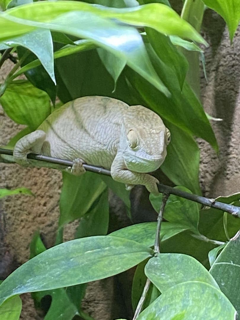 Tropical Realm - Parson's chameleon 221022