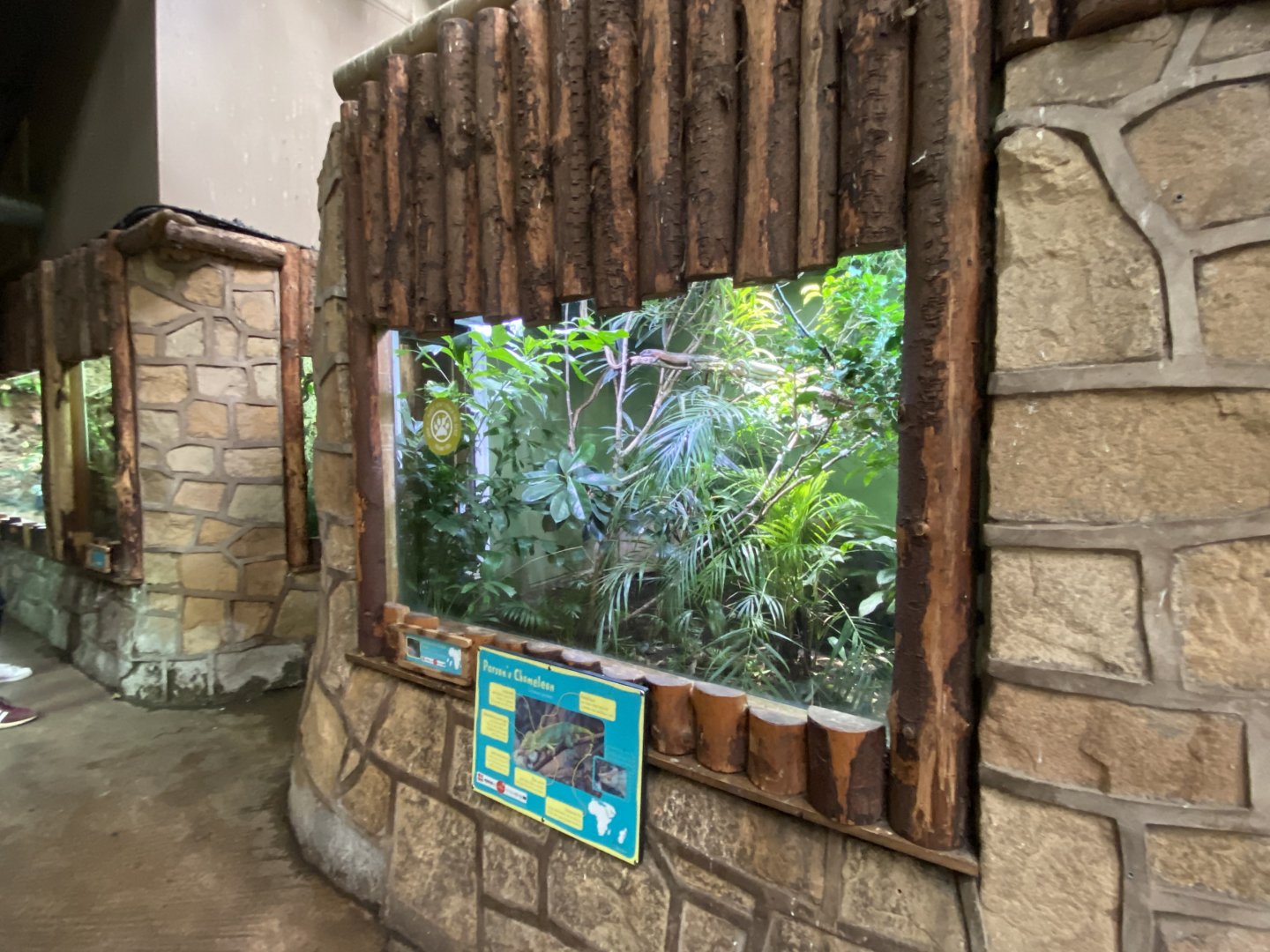 Tropical Realm - Parson's chameleon exhibit 110920