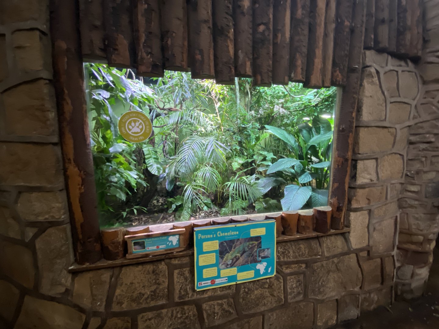 Tropical Realm - Parson's chameleon exhibit 191021