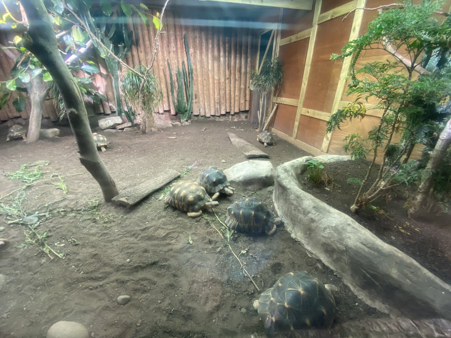 Tropical Realm - Radiated tortoise exhibit 110920