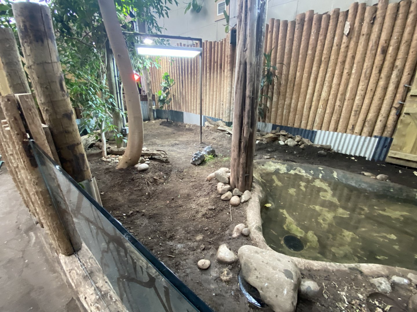 Tropical Realm - Radiated tortoise exhibit 191021