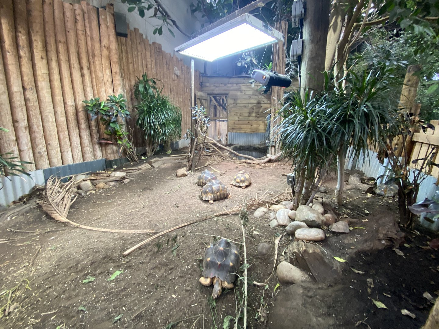 Tropical Realm - Radiated tortoise exhibit 221022