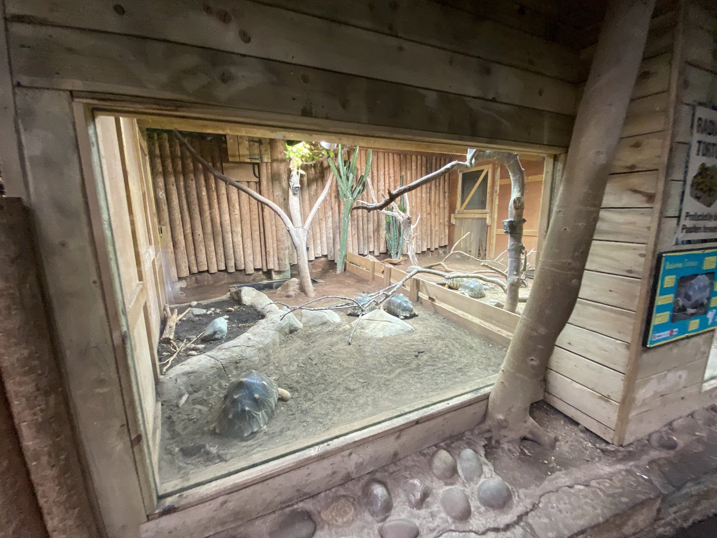 Tropical Realm - Radiated tortoise exhibit 221022