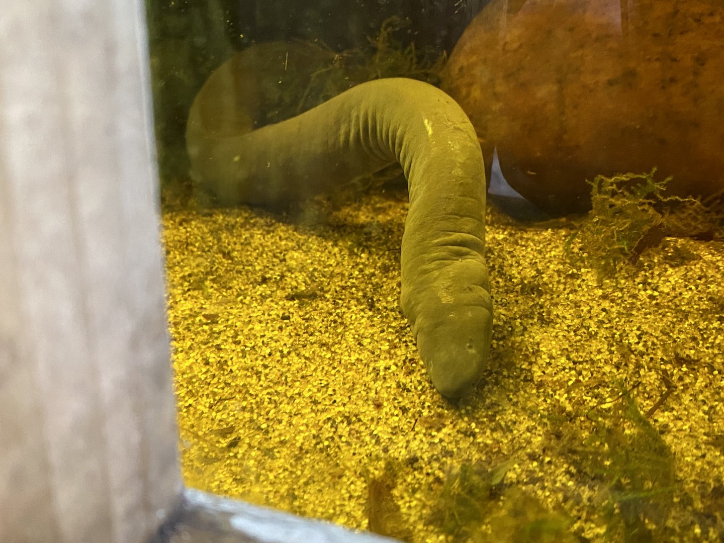 Tropical Realm - Rio Cauca caecilian 110920
