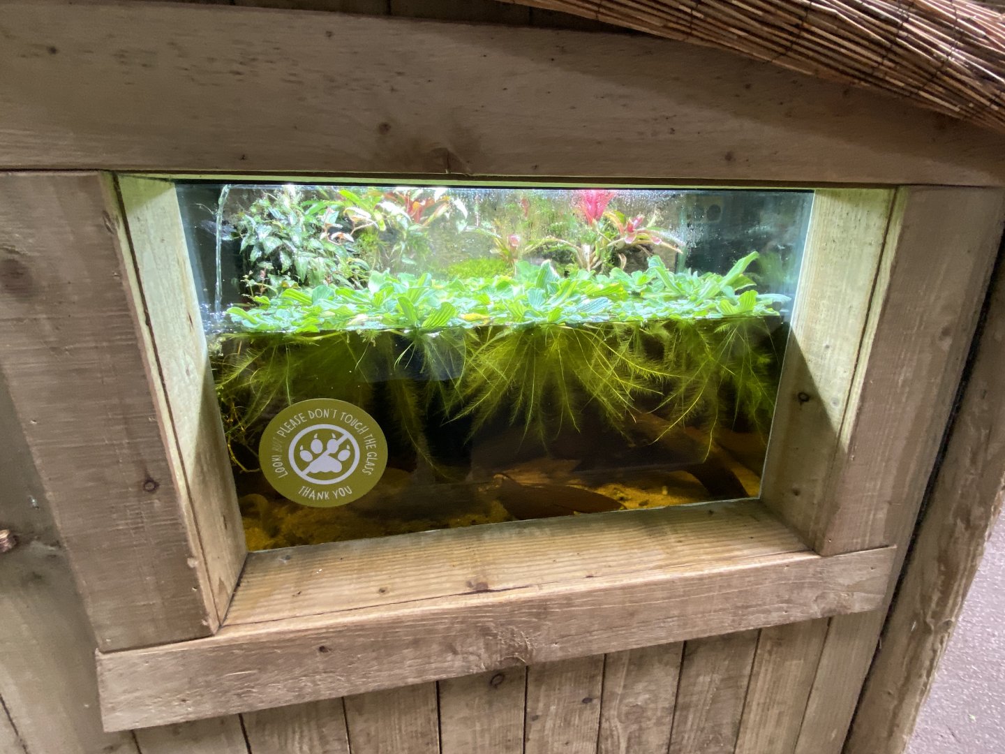 Tropical Realm - Rio Cauca caecilian exhibit 110920