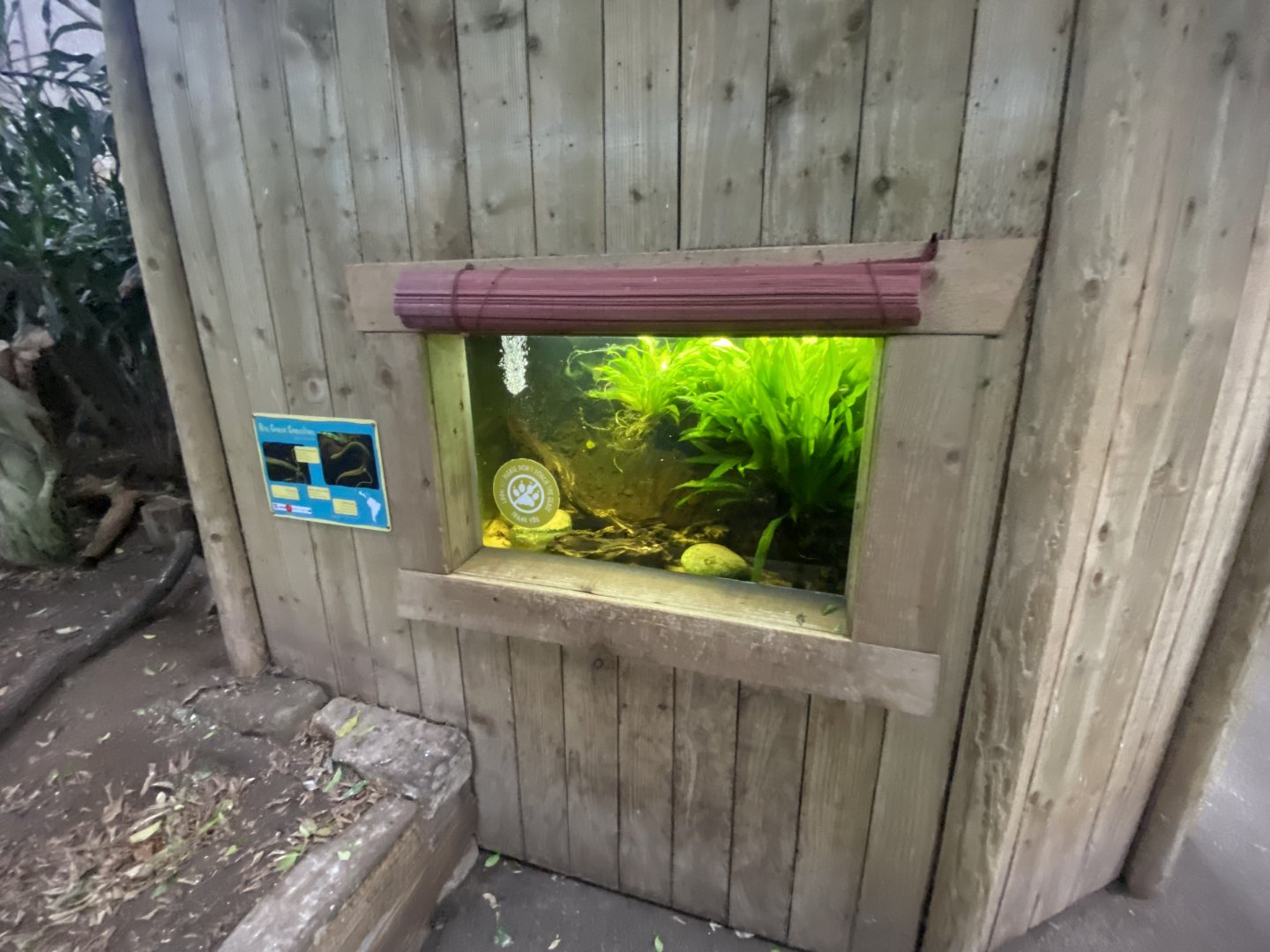 Tropical Realm - Rio Cauca caecilian exhibit 191021