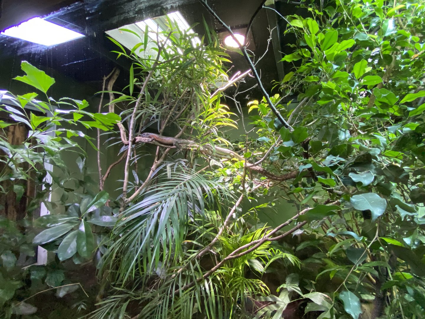 Tropical Realm - South-eastern girdled lizard exhibit 110920