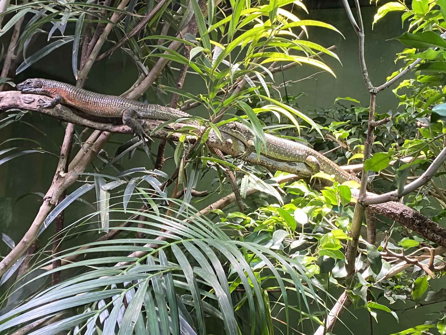 Tropical Realm - South-eastern girdled lizards 110920