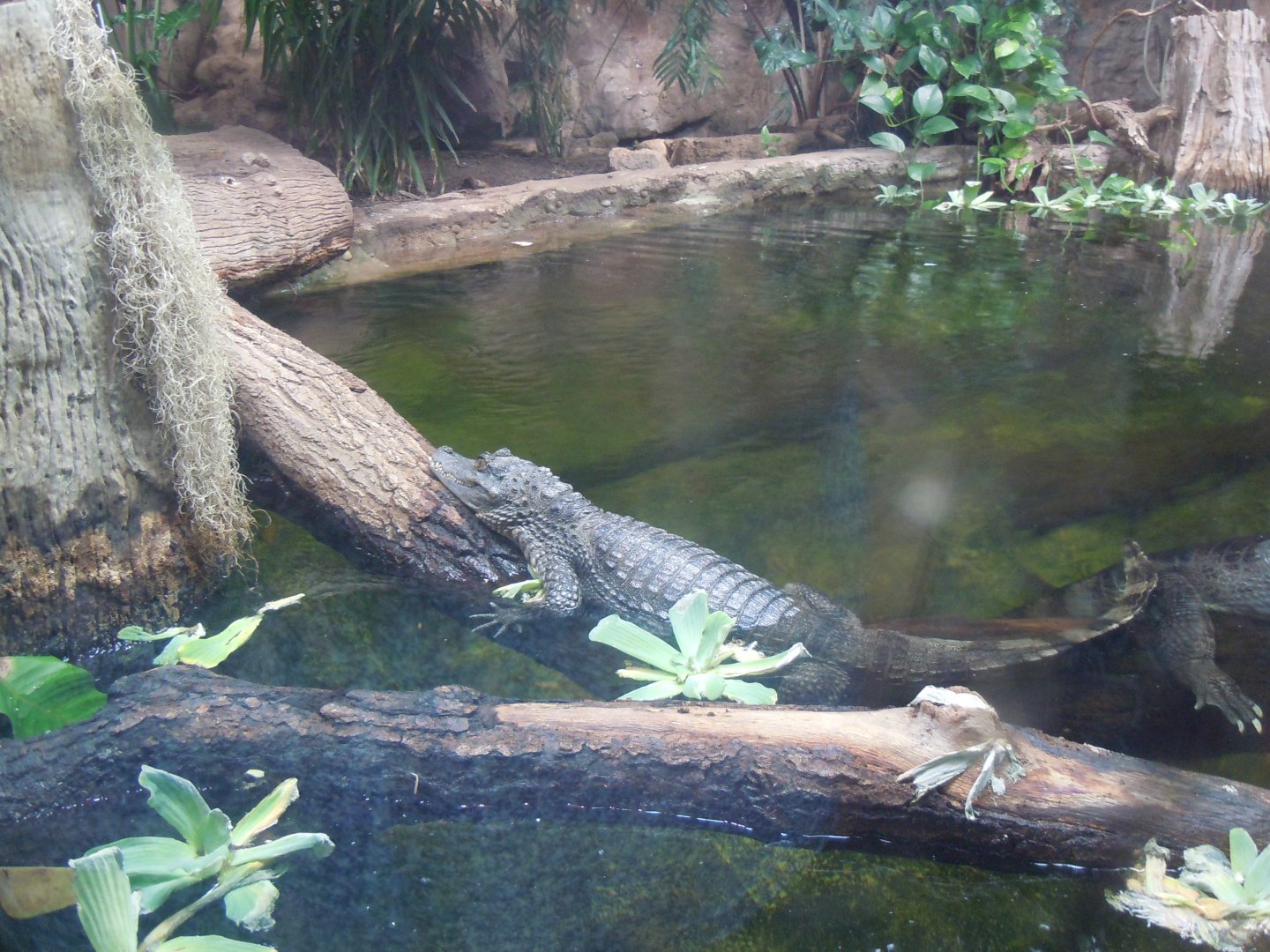 Tropical Realm - Spectacled caiman 110920