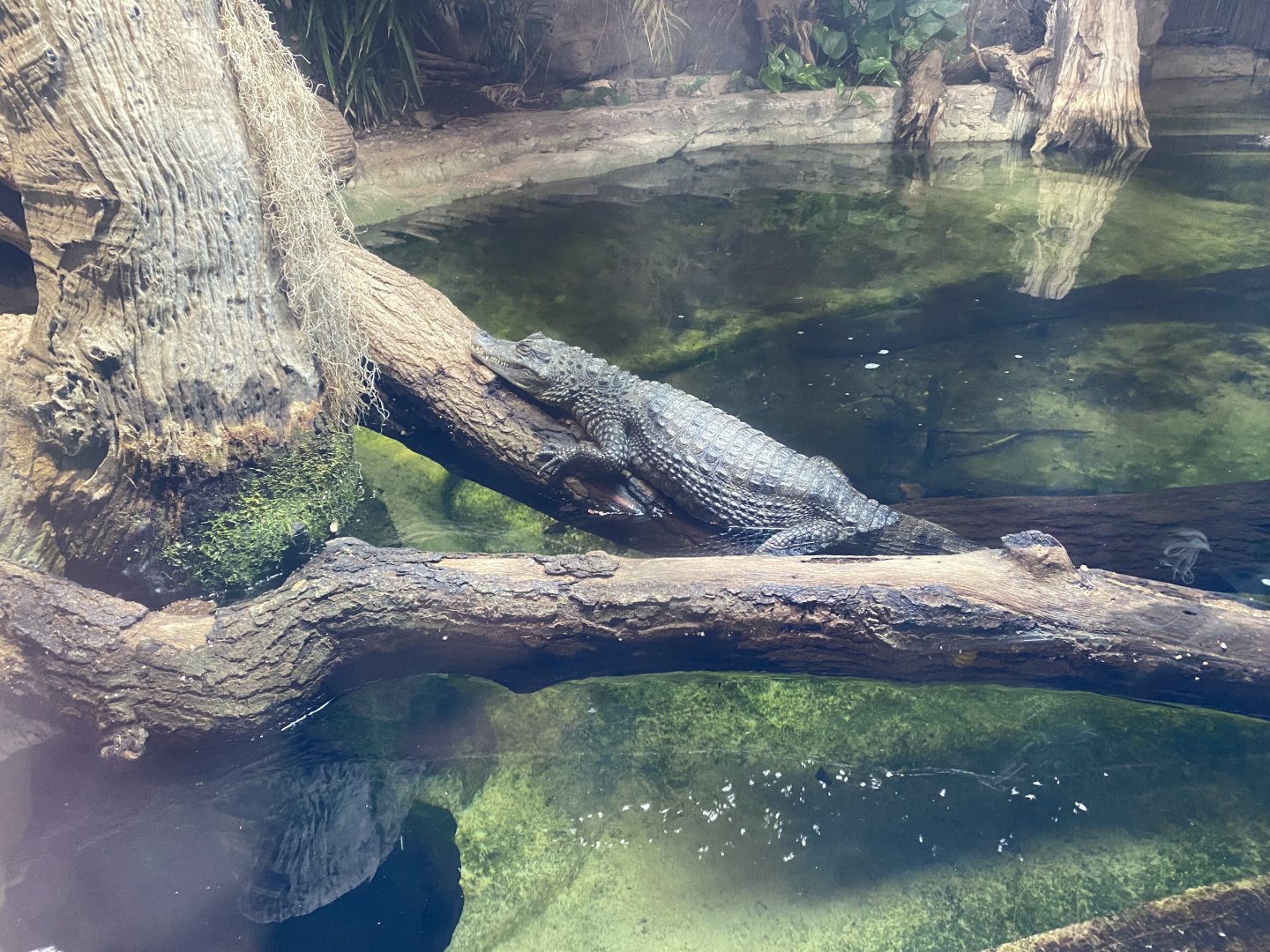 Tropical Realm - Spectacled caiman exhibit 191021
