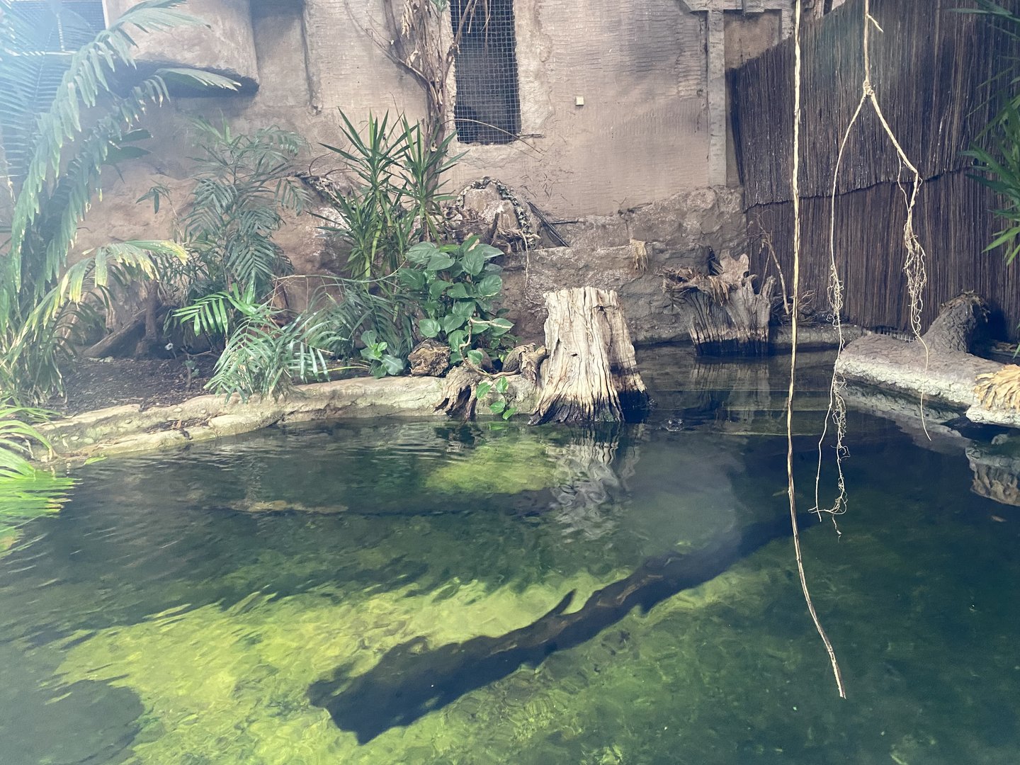 Tropical Realm - Spectacled caiman exhibit 221022