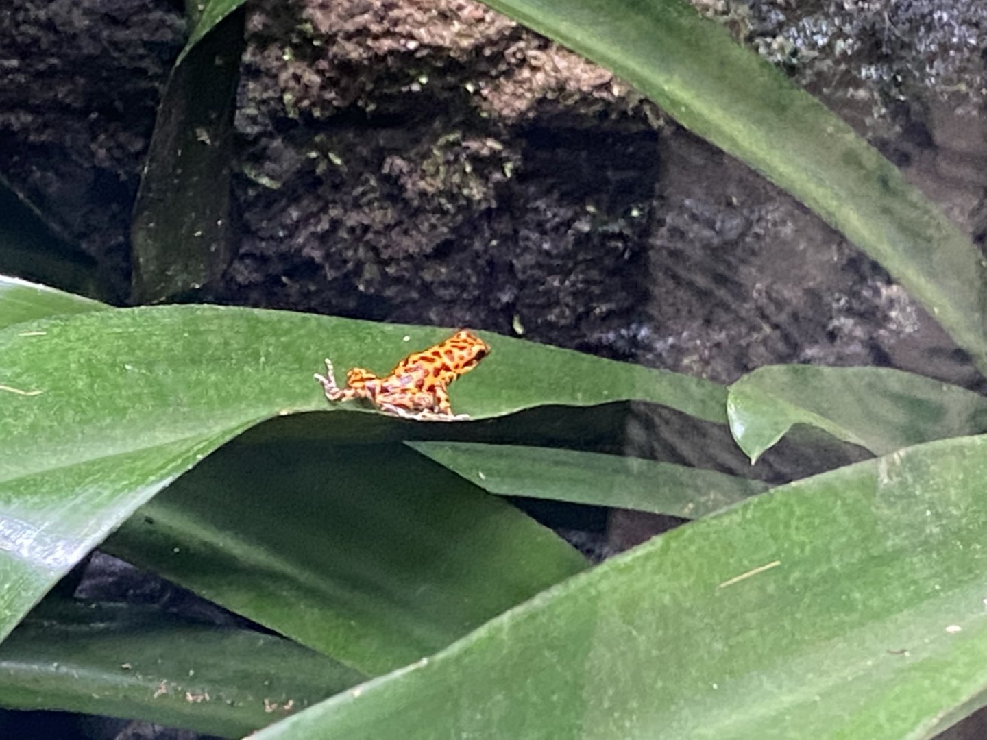 Tropical Realm - Strawberry poison frog 191021