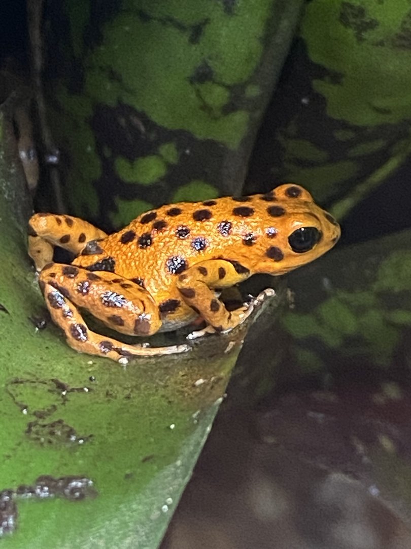 Tropical Realm - Strawberry poison frog 221022