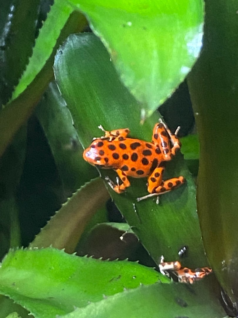 Tropical Realm - Strawberry poison frog 241123