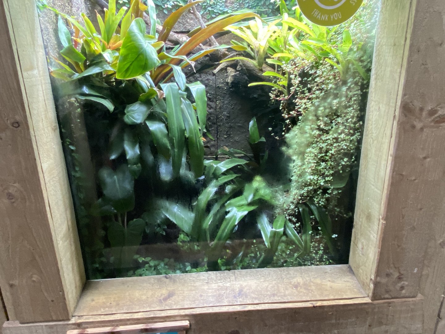 Tropical Realm - Strawberry poison frog exhibit 191021