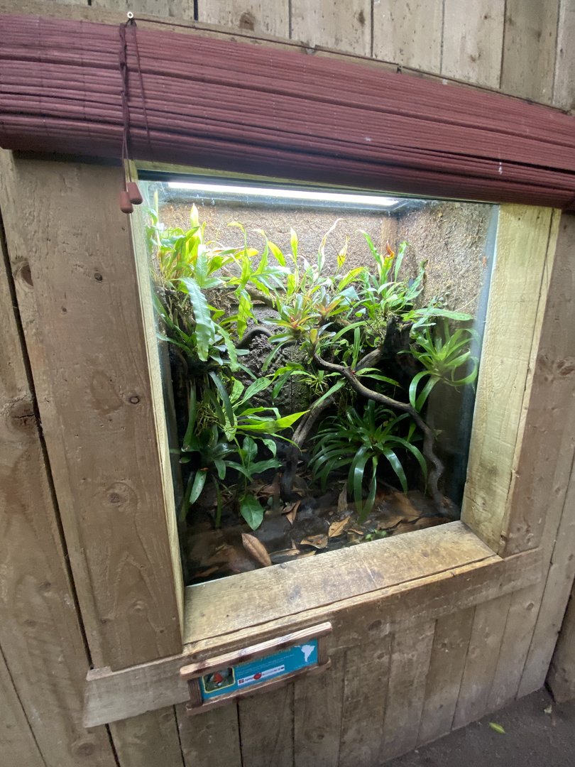 Tropical Realm - Strawberry poison frog exhibit 221022