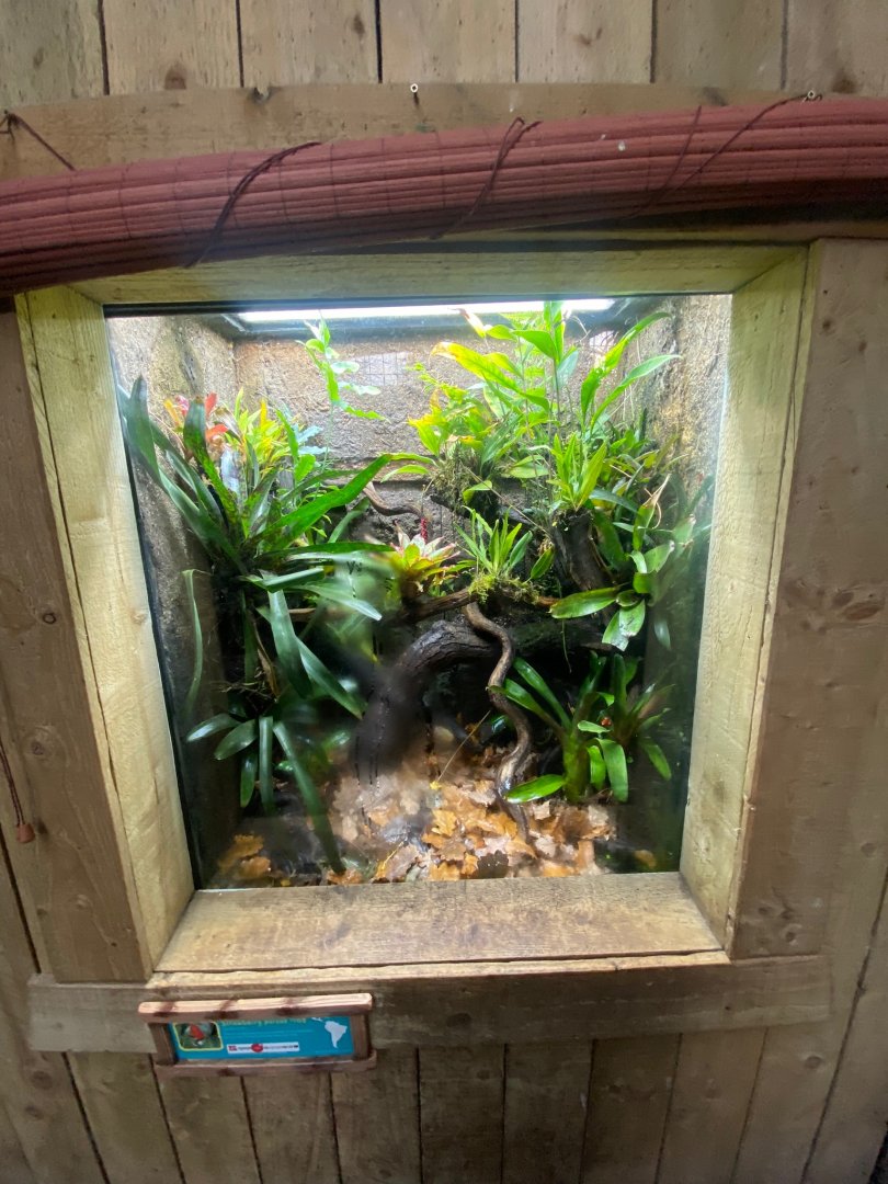 Tropical Realm - Strawberry poison frog exhibit 241123