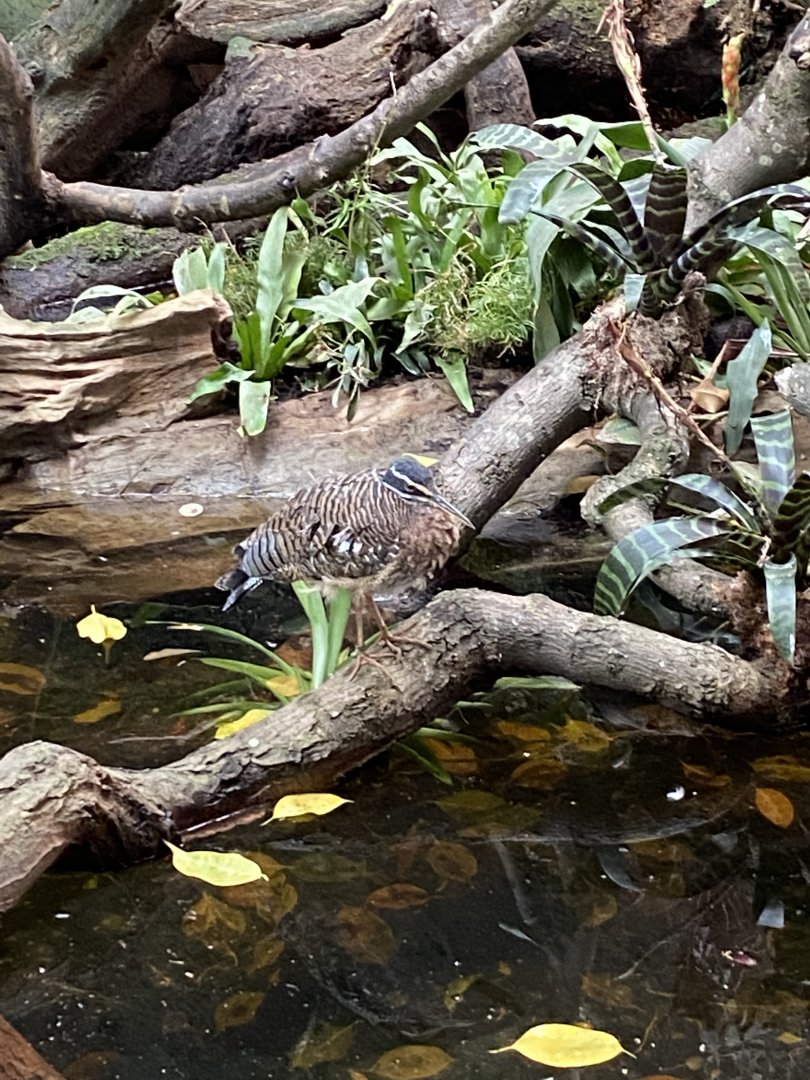Tropical Realm - Sunbittern 110920